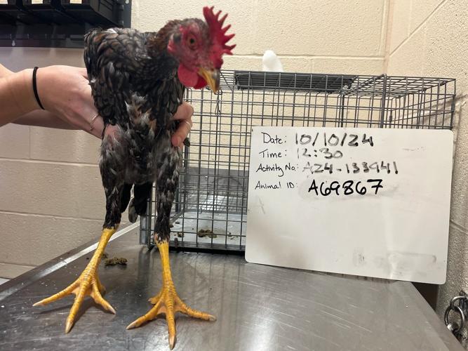 Cockfighting Seizure