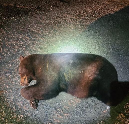Bear dies after being struck by car in Meade County