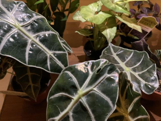 Gardeners' Fair (14).JPG