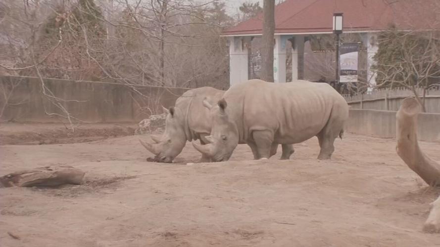 Rhinoceros at the Louisville Zoo