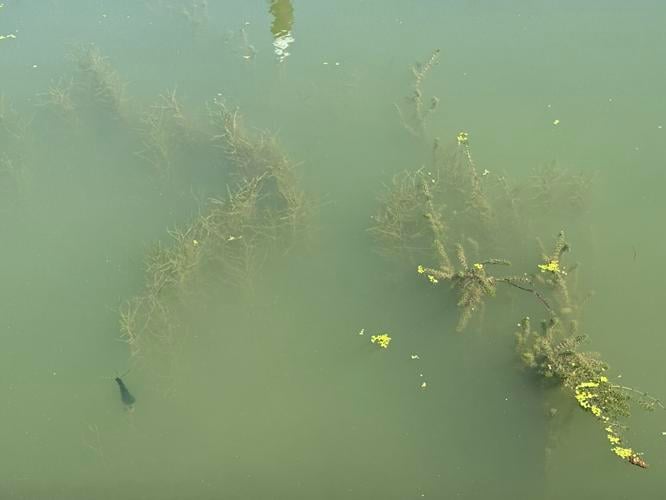 Algae in the Ohio River