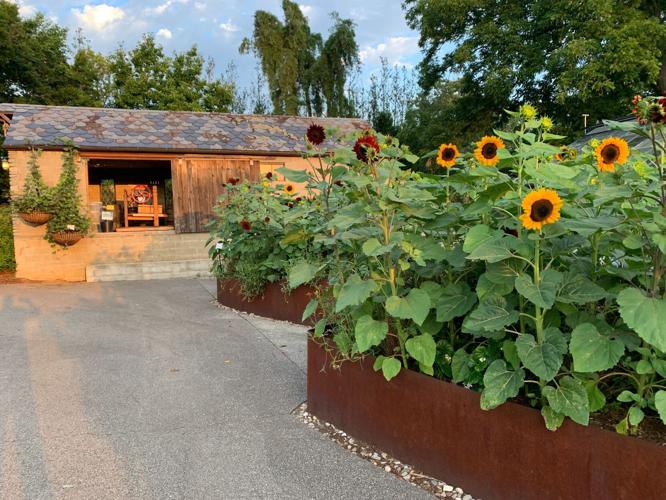 Yew Dell sunflowers.jpg