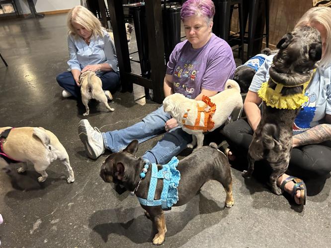 Bluegrass Pugfest