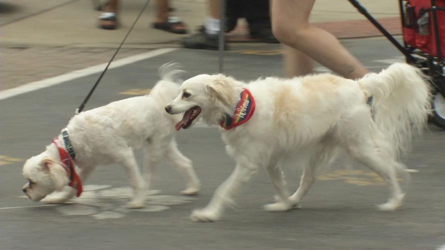 Dogs walk in Southern Indiana Pride Parade