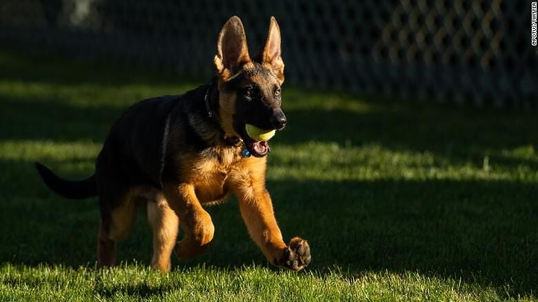 Commander, Biden family dog.jpg