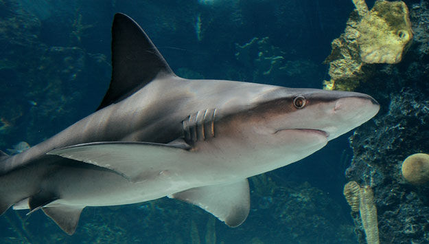 SandbarShark_625x355.jpg
