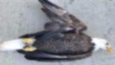 LAWRENCE COUNTY EAGLE SHOT 12-22-19.jpg