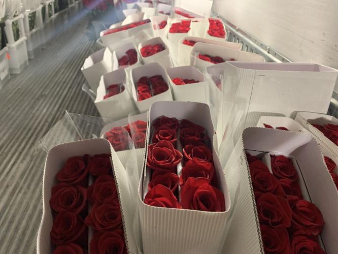 Derby 149 roses 5-3-23