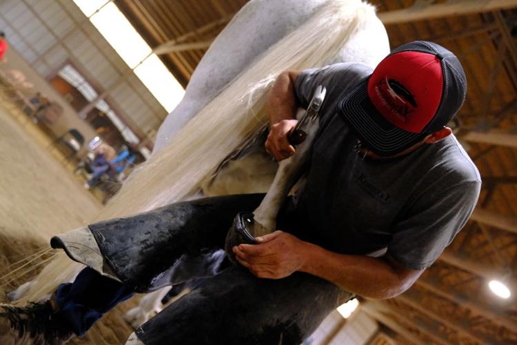 Derby City Classic Horseshoeing competition - 9.14.24