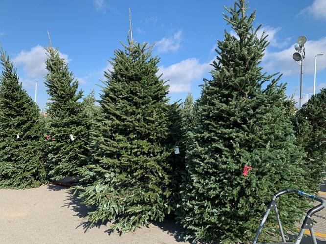 Martin's Christmas Tree Lot