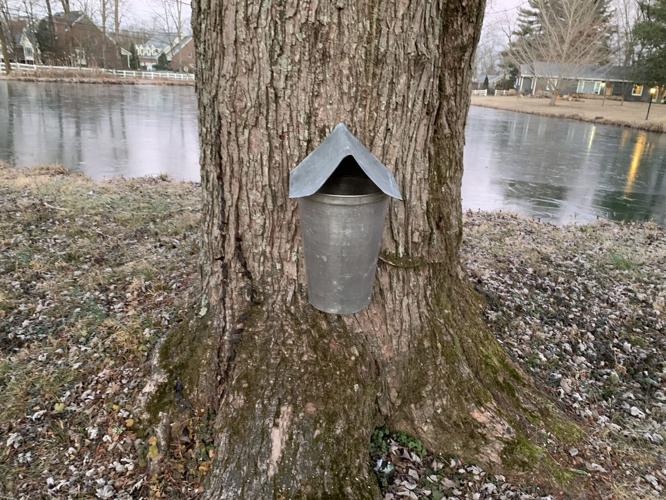 UOFL MAPLE TAPPING PROJECT - SYRUP - KK 1-13-2021 (6).JPG