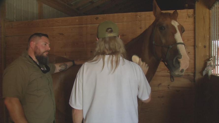 Equine therapy brushing horse.jpg