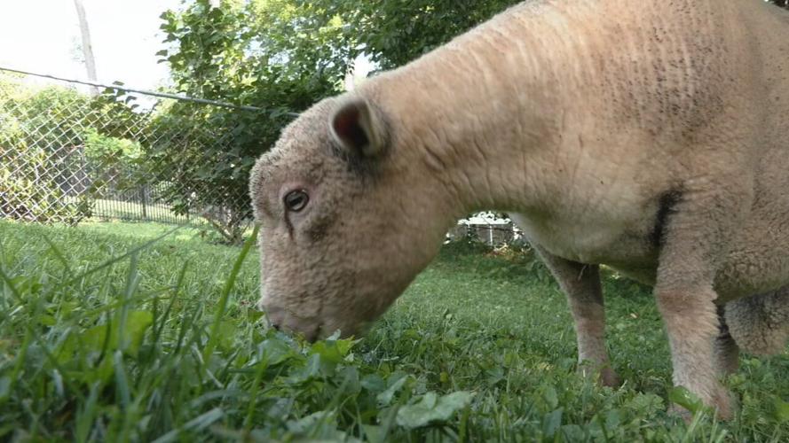 Lamb Mowers of Kentucky