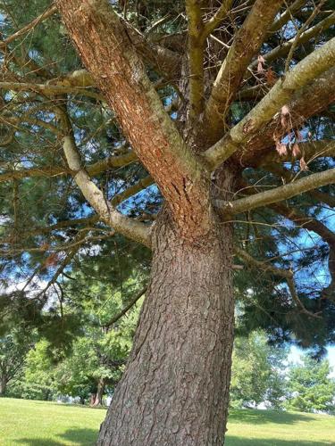 Tree damaged by lightning strike at Meadowbrook Golf Course in Lexington