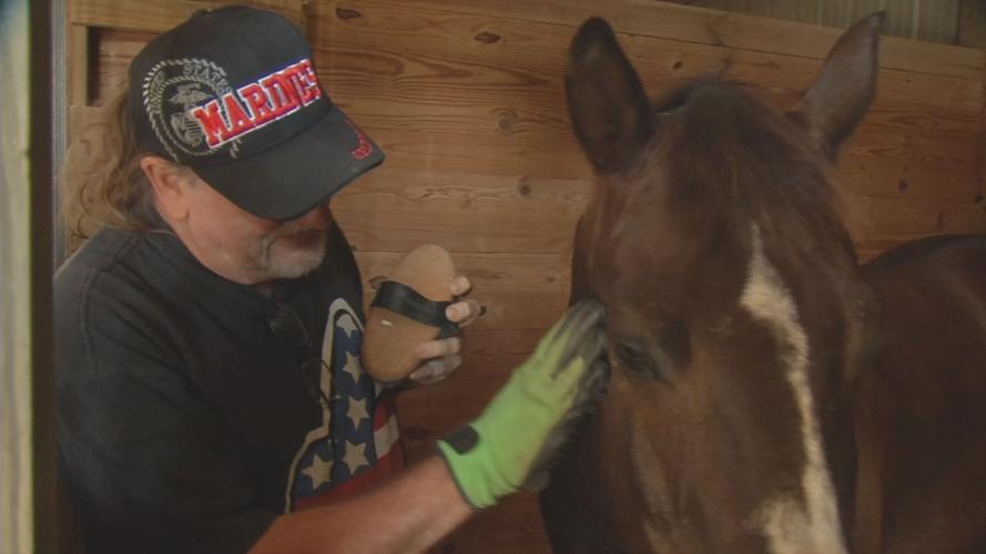Equine therapy close-up with horse.jpg