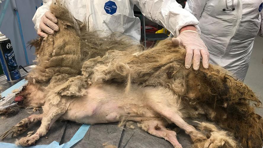 Matted Dog Ellie Mae Getting Haircut