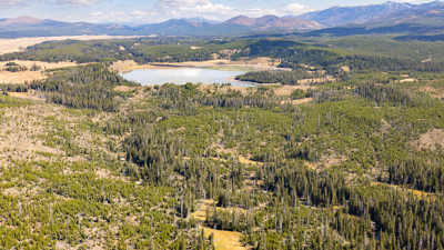 Yellowstone Bear Attack