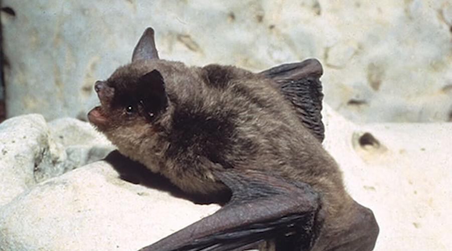 GRAY BAT - IMAGE FROM VIDEO BY KYTC 9-29-2021.jpg
