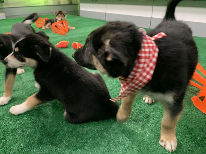 WDRB BARK BOWL 2023   (17).jpg