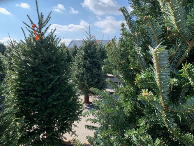 Martin's Christmas Tree Lot