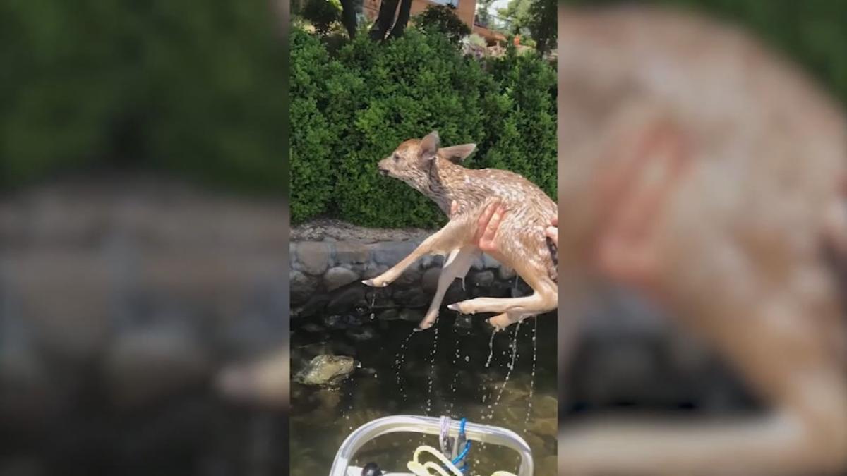 VIDEO California family rescues baby deer heard crying in lake
