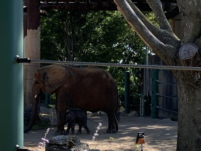 Louisville Zoo announces top 3 finalists for baby calf naming