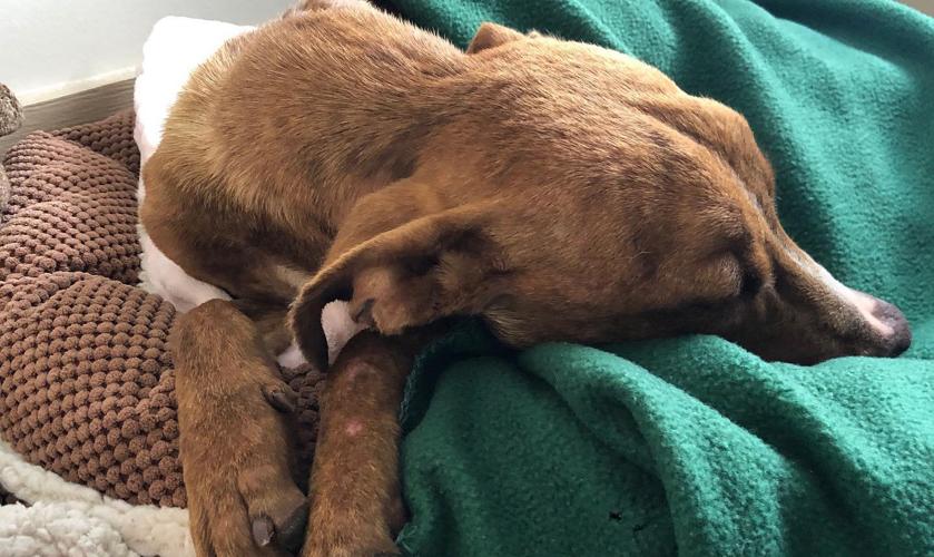 'Miracle' -- the dog rescued from a collapsed building in the Bahamas 1 month after Hurricane Dorian hit (Oct. 7, 2019)
