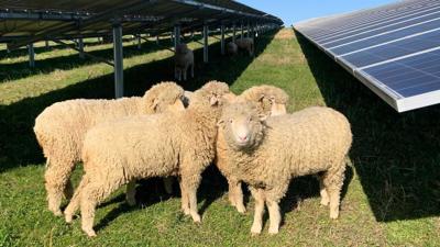 Sheep at Kentucky Utilities' E.W. Brown Generating Station