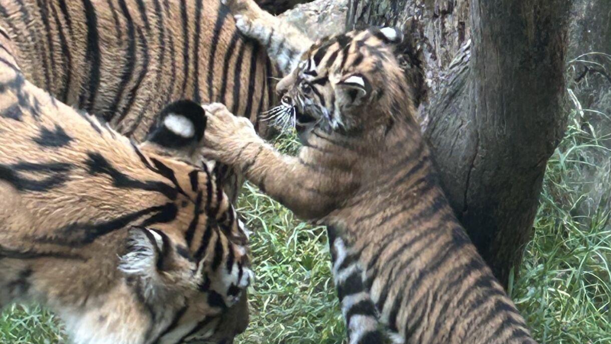 New tiger cub debuts at Louisville Zoo - 10.1.24