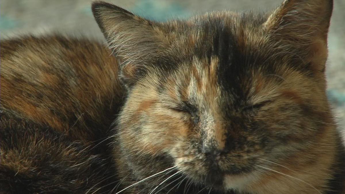 Pet Adoption Fees Waived This Weekend For Lmas Be My Valentine Adoption Event Community Wdrb Com