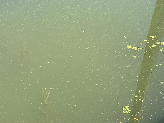 Algae in the Ohio River