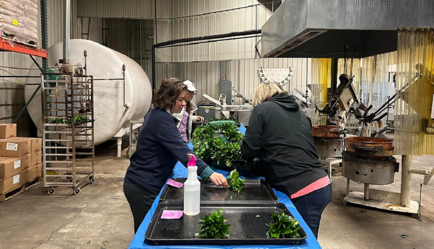 Workers craft Garland of Roses for Derby 150