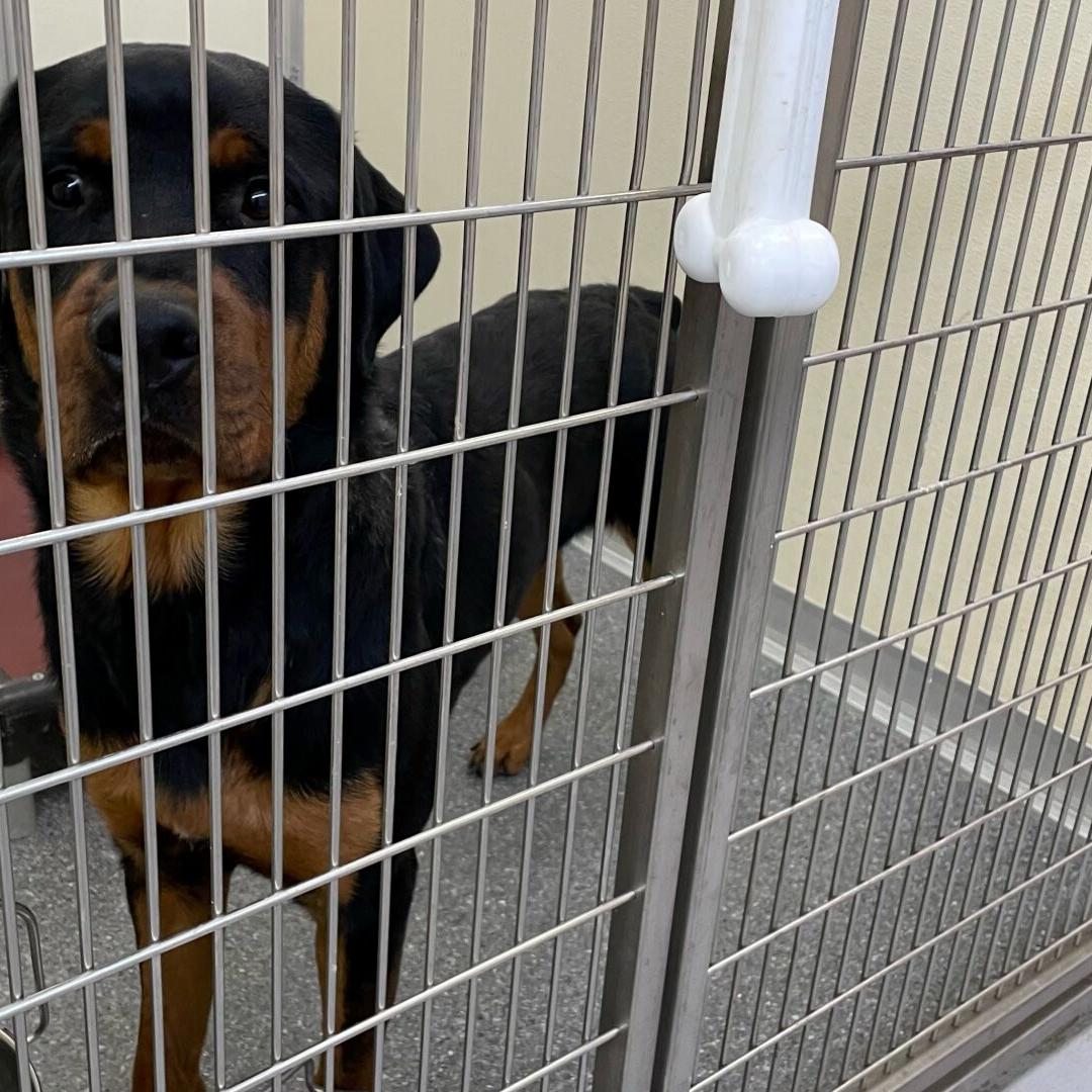 Louisville Metro Animal Services now euthanizing animals due to overcrowding | News Louisville Metro Animal Services now euthanizing animals due to overcrowding | News
