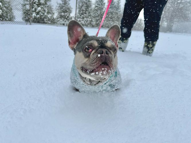 Dog in snow in Camp Taylor 1-6-25.jpg