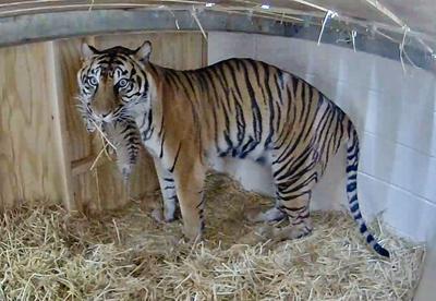 Louisville Zoo - rare Sumatran tiger cub carried by Jingga