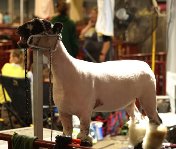 Sheep at the Kentucky State Fair 2024.JPG