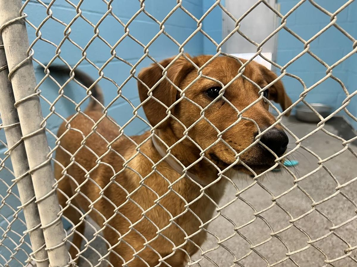 Dog housed by the Kentucky Humane Society