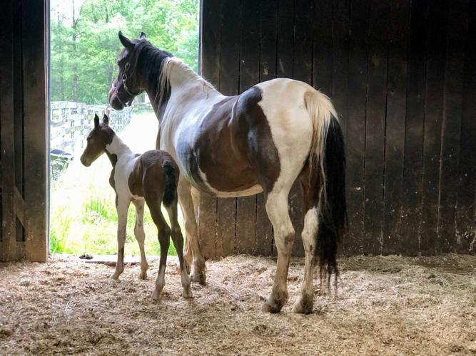 Horse Hope with as-yet unnamed colt
