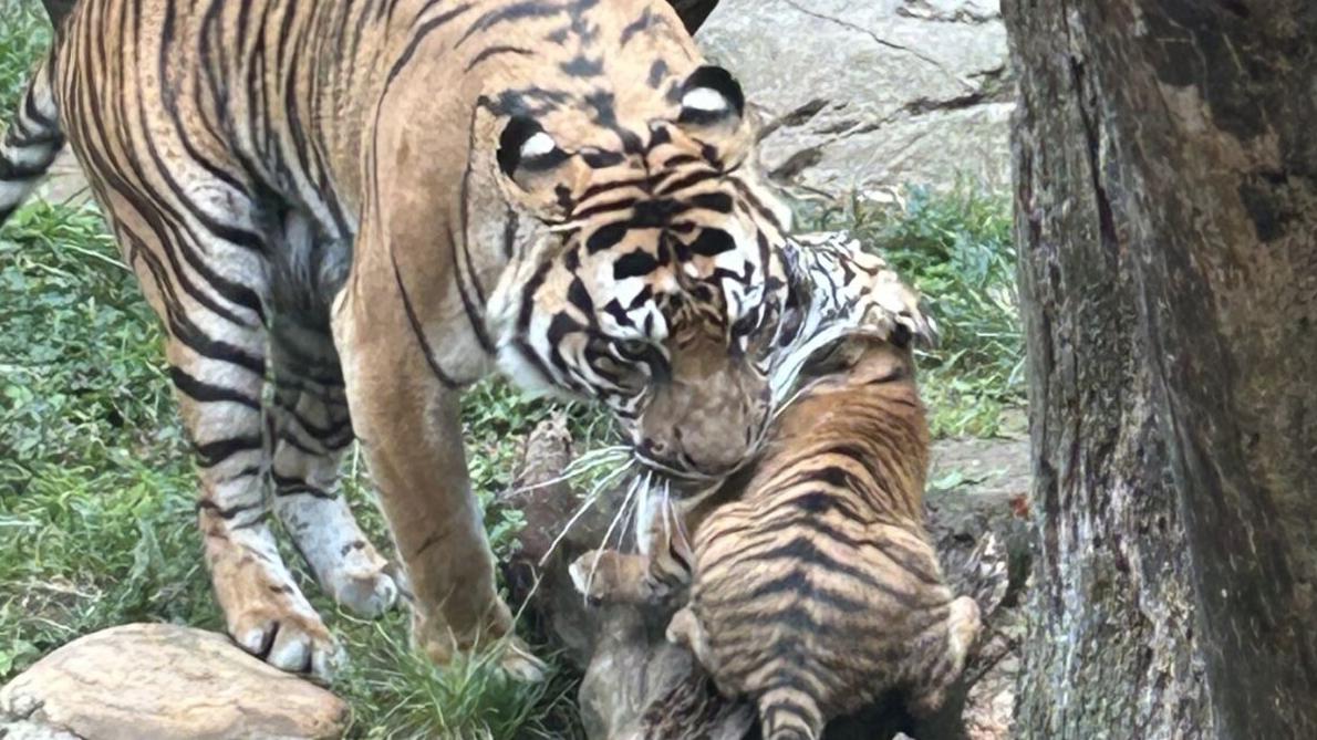New tiger cub debuts at Louisville Zoo - 10.1.24