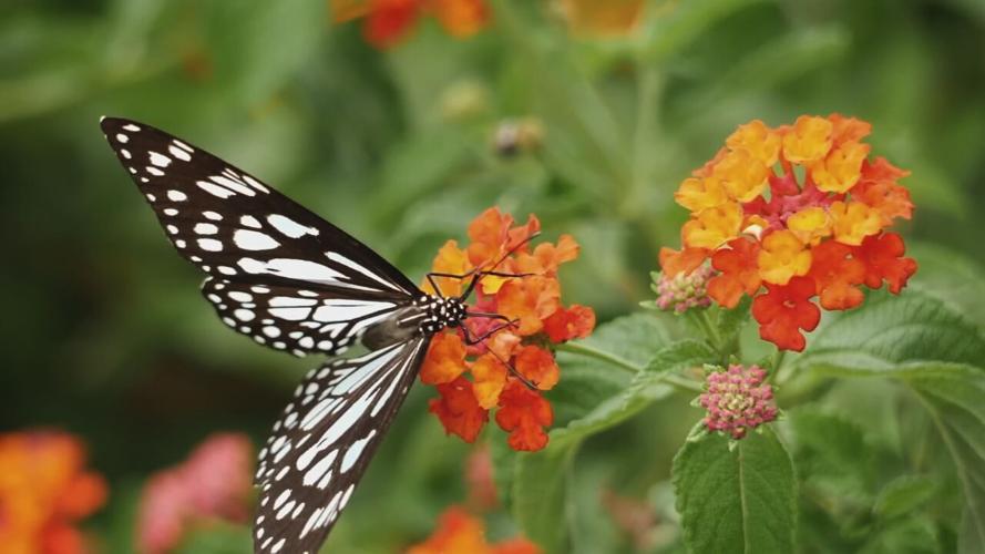 Butterfly on Lantana