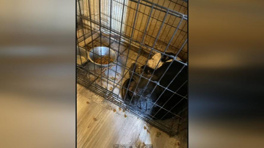 DOG ABUSE ARRESTS 5VO.transfer_frame_782.jpeg