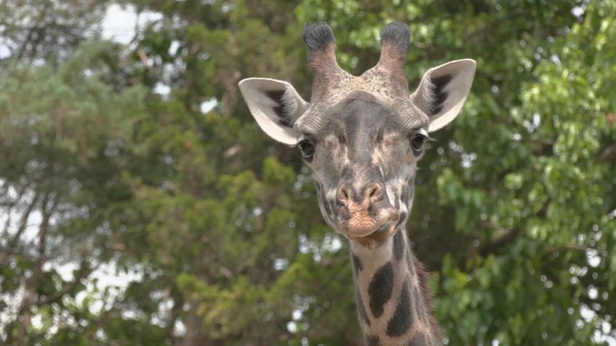 Louisville Zoo giraffe