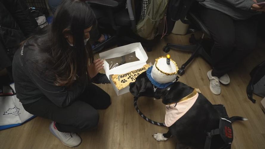 UofL trauma therapy dog Roo turns two (2).jpeg