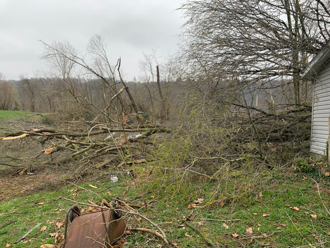 Downed trees in Milton