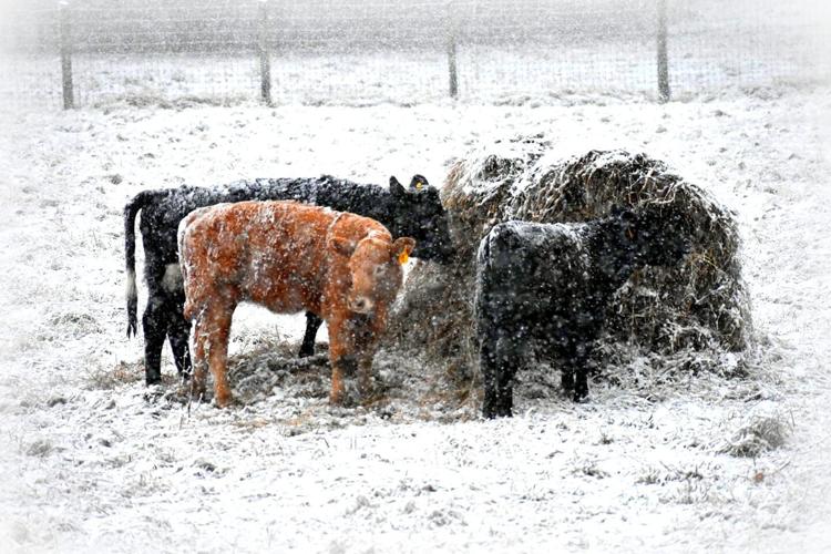 Snowy cows in Spencer County-1-27-21.jpg