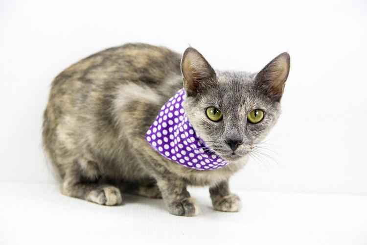 Empty Animal Shelter Event - Opal