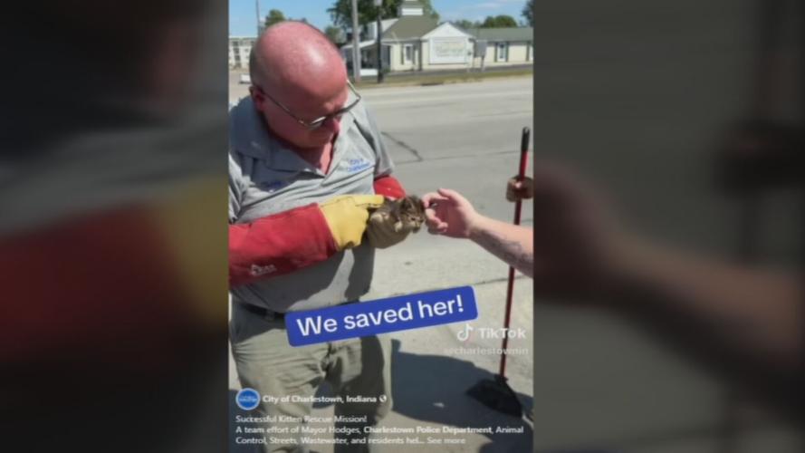 CHARLESTOWN KITTEN RESCUE.jpeg