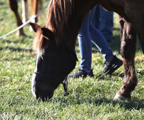 Meet the Horses
