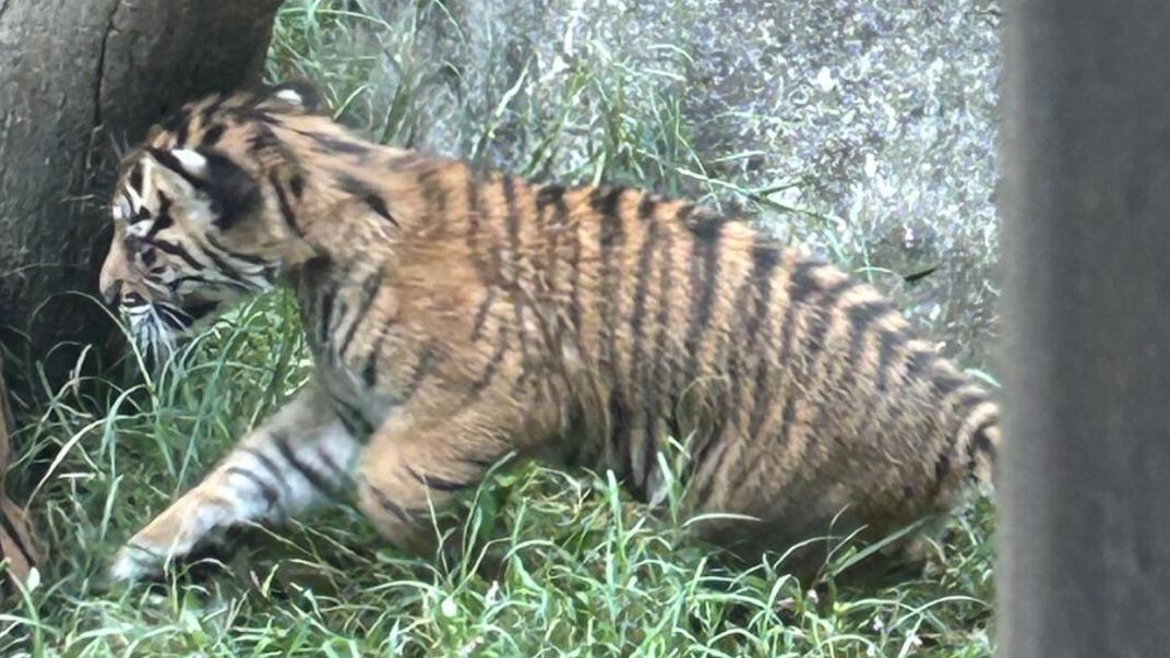 New tiger cub debuts at Louisville Zoo - 10.1.24