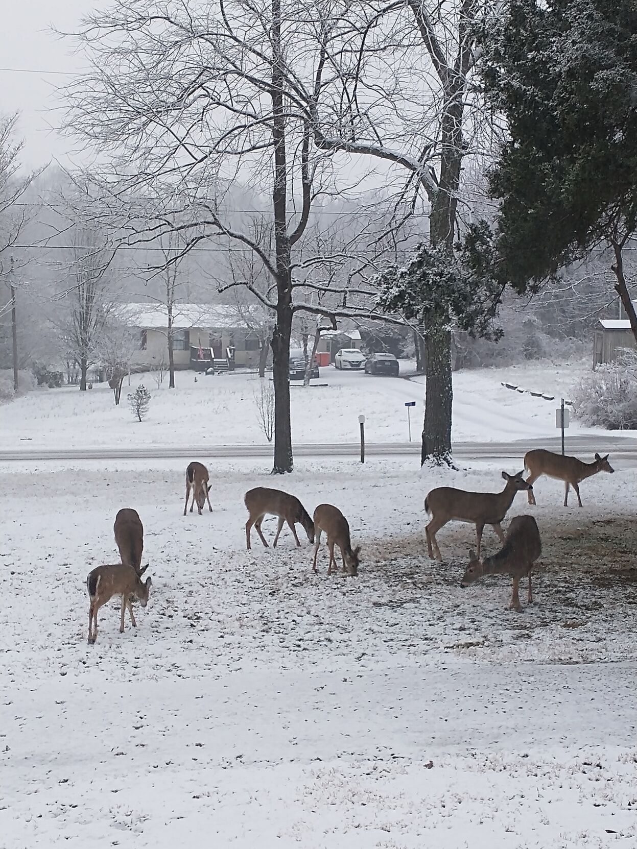 Snow in Rineyville-1-27-21.jpg
